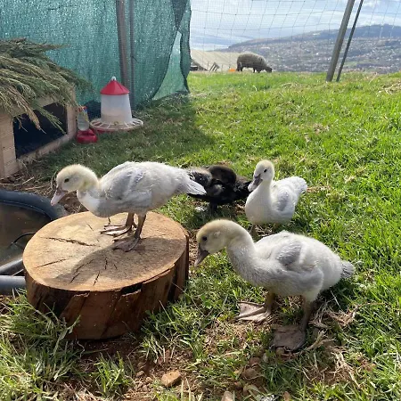 Da Silva * Arco da Calheta (Madeira)