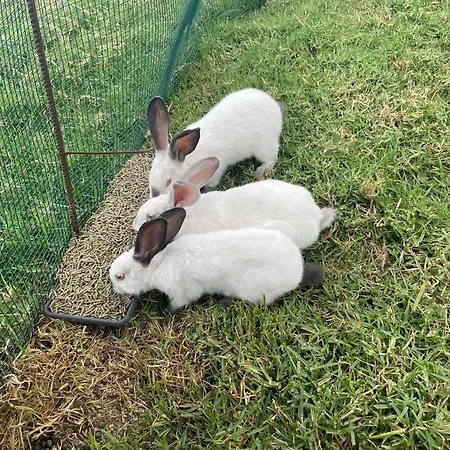 Da Silva Villa Arco da Calheta (Madeira)