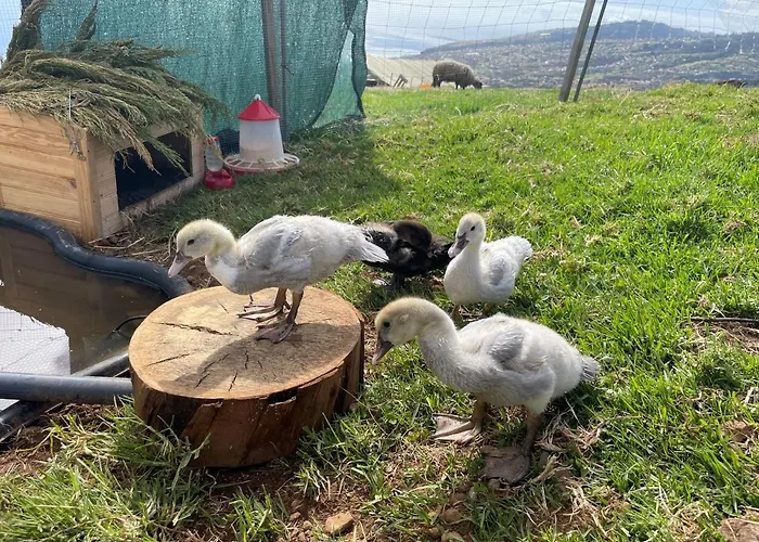 Da Silva * アルコ・ダ・カリェタ