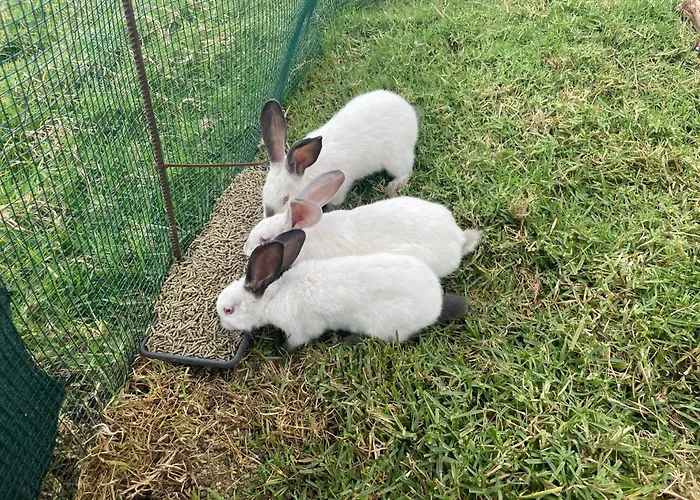 Da Silva ヴィラ アルコ・ダ・カリェタ